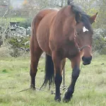 Quinchoso Dos Bentos Lantgård