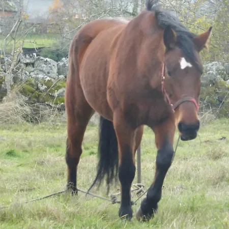 Quinchoso Dos Bentos Фермерский дом
