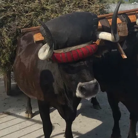 Κατάλυμα σε φάρμα Quinchoso Dos Bentos