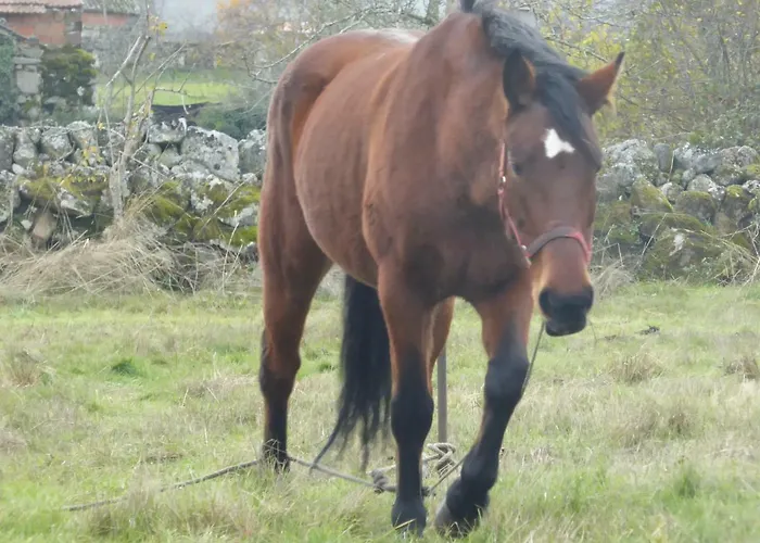 Quinchoso Dos Bentos Farm stay