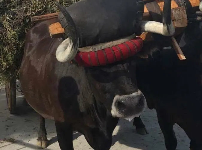 Gospodarstwo agroturystyczne Quinchoso Dos Bentos